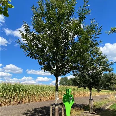 Sol Baum 6xv mDb 300-400 x 500-700 60- 70 - Esskastanie - Castanea sativa - Collection