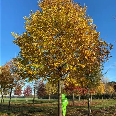 Sol Baum 7xv mDb 400-600 x 700-900 70- 80 - Esskastanie - Castanea sativa - Collection