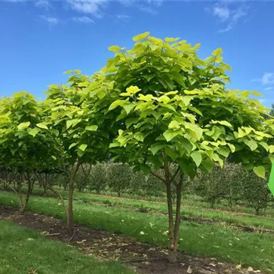 Schirm 4xv mDb 200-300 x 300- 350 - Reichfruchtender Trompetenbaum 'Aurea' - Catalpa bignonioides 'Aurea' - Collection