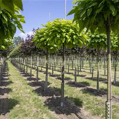 H 3xv mDb 18- 20 - Kugel-Trompetenbaum 'Nana' - Catalpa bignonioides 'Nana' - Collection