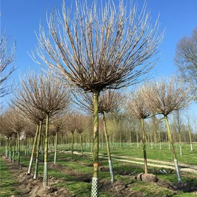 Sol Baum 4xv mDb Krbr. 100-150 25- 30 - Kugel-Trompetenbaum 'Nana' - Catalpa bignonioides 'Nana' - Collection