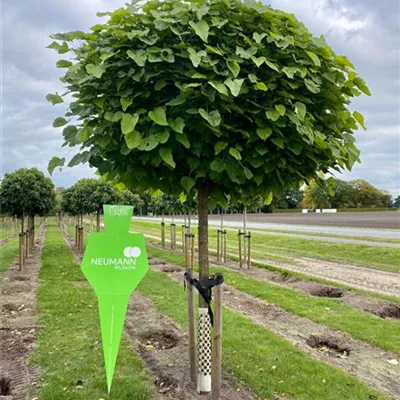 Sol Baum 5xv mDb Krbr. 150-200 35- 40 - Kugel-Trompetenbaum 'Nana' - Catalpa bignonioides 'Nana' - Collection