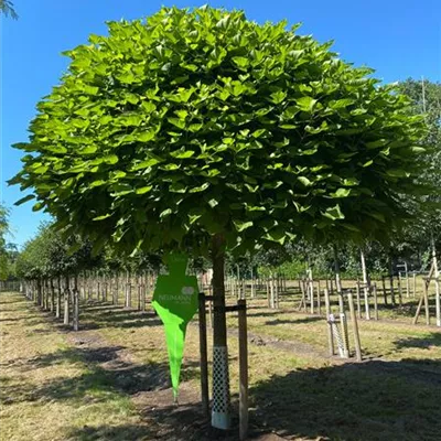 Sol Baum 6xv mDb Krbr. 300-400 40- 45 - Kugel-Trompetenbaum 'Nana' - Catalpa bignonioides 'Nana' - Collection