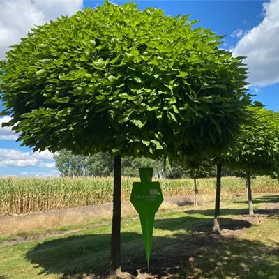 Sol Baum 6xv mDb Krbr. 300-400 45- 50 - Kugel-Trompetenbaum 'Nana' - Catalpa bignonioides 'Nana' - Collection