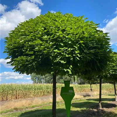 Sol Baum 6xv mDb Krbr. 300-400 45- 50 - Kugel-Trompetenbaum 'Nana' - Catalpa bignonioides 'Nana' - Collection