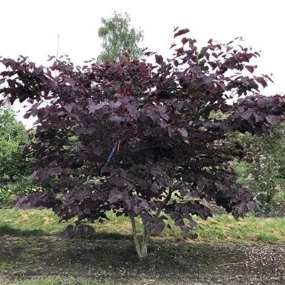 Sol 6xv mDb 200-300 x 200- 250 - Judasbaum 'Forest Pansy' - Cercis canadensis 'Forest Pansy' - Collection