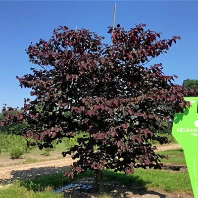 Sol 6xv mDb 200-300 x 300- 350 - Judasbaum 'Forest Pansy' - Cercis canadensis 'Forest Pansy' - Collection