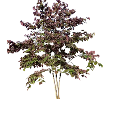 Sol 6xv mDb 200-300 x 300- 350 - Judasbaum 'Forest Pansy' - Cercis canadensis 'Forest Pansy' - Collection