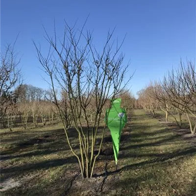 Sol 5xv mDb 150-200 x 300- 350 - Gemeiner Judasbaum - Cercis siliquastrum - Collection