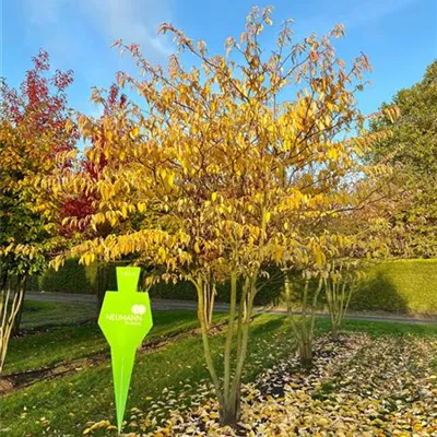 Sol 6xv mDb 200-300 x 400- 450 - Hoher Etagen-Hartriegel - Cornus controversa - Collection