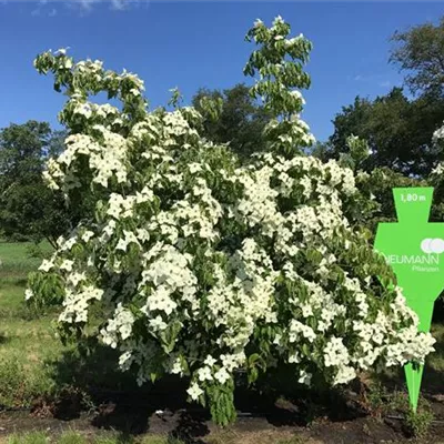 Sol 6xv mDb 200-300 x 250- 300 - Chin. Blumen-Hartriegel - Cornus kousa chinensis - Collection