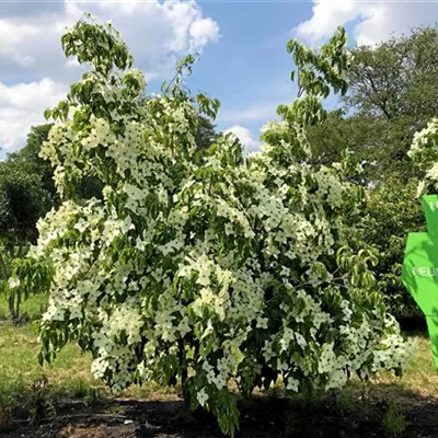 Sol 6xv mDb 200-300 x 300- 350 - Chin. Blumen-Hartriegel - Cornus kousa chinensis - Collection