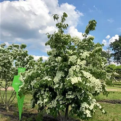 Sol 6xv mDb 200-300 x 350- 400 - Chin. Blumen-Hartriegel - Cornus kousa chinensis - Collection