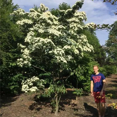 Sol 6xv mDb 200-300 x 400- 450 - Chin. Blumen-Hartriegel - Cornus kousa chinensis - Collection