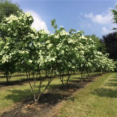 Schirm 5xv mDb 150-200 x 200- 250 - Chin. Blumen-Hartriegel - Cornus kousa chinensis - Collection