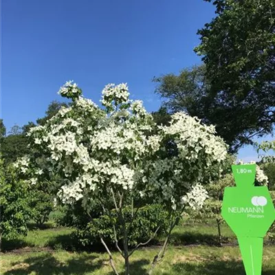 Schirm 5xv mDb 150-200 x 250- 300 - Chin. Blumen-Hartriegel - Cornus kousa chinensis - Collection