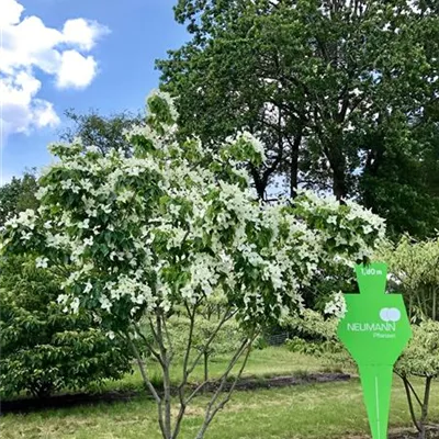 Schirm 5xv mDb 150-200 x 300- 350 - Chin. Blumen-Hartriegel - Cornus kousa chinensis - Collection