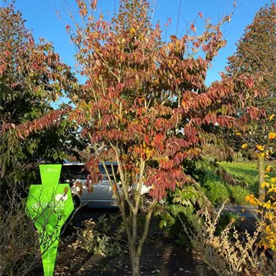 Schirm 6xv mDb 200-300 x 350- 400 - Chin. Blumen-Hartriegel - Cornus kousa chinensis - Collection