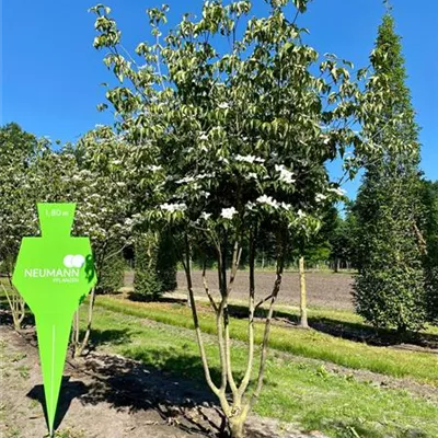 Schirm 6xv mDb 200-300 x 250- 300 - Jap.Blumen Hartriegel 'China Girl' - Cornus kousa chinensis 'China Girl' - Collection