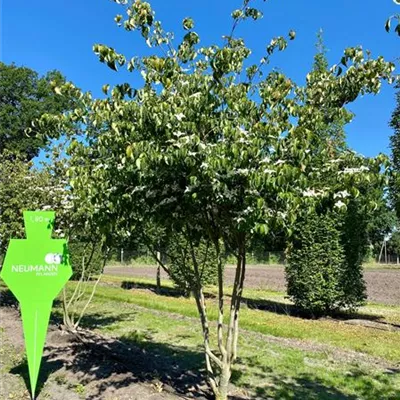 Schirm 6xv mDb 200-300 x 300- 350 - Jap.Blumen Hartriegel 'China Girl' - Cornus kousa chinensis 'China Girl' - Collection