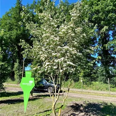 Schirm 6xv mDb 200-300 x 400- 450 - Jap.Blumen Hartriegel 'China Girl' - Cornus kousa chinensis 'China Girl' - Collection