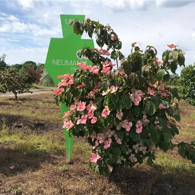 Sol 3xv mDb 125- 150 - Jap.Blumen-Hartriegel 'Satomi' - Cornus kousa 'Satomi' - Collection