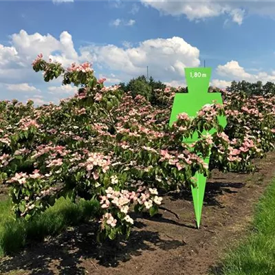 Sol 4xv mDb 150- 175 - Jap.Blumen-Hartriegel 'Satomi' - Cornus kousa 'Satomi' - Collection