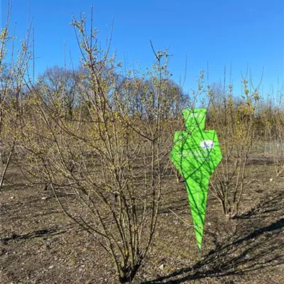 Sol 4xv mDb 150-200 x 200- 250 - Kornelkirsche - Cornus mas - Collection