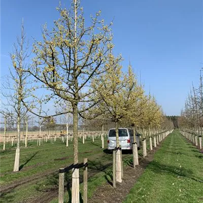 Sol Baum 5xv mDb Krbr. 100-150 30- 35 - Kornelkirsche - Cornus mas - Collection