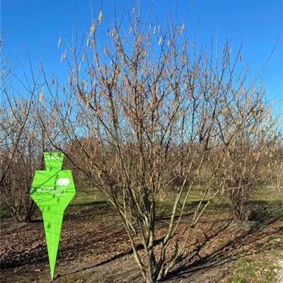 Sol 5xv mDb 200-300 x 350- 400 - Waldhasel - Corylus avellana - Collection