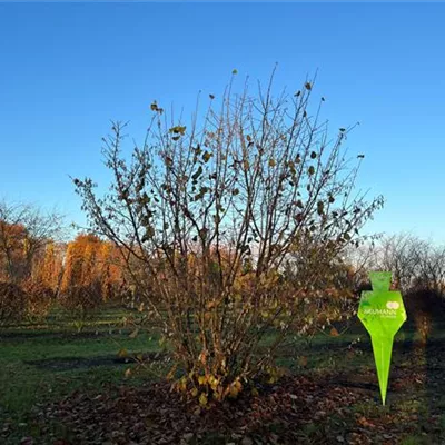 Sol 5xv mDb 300-400 x 400- 500 - Waldhasel - Corylus avellana - Collection