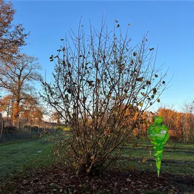 Sol 5xv mDb 300-400 x 400- 500 - Waldhasel - Corylus avellana - Collection