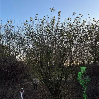 Sol 5xv mDb 300-400 x 500- 600 - Waldhasel - Corylus avellana - Collection