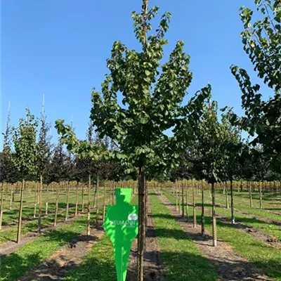 Sol Baum 4xv mDb 150-200 x 400-500 25- 30 - Baumhasel - Corylus colurna - Collection