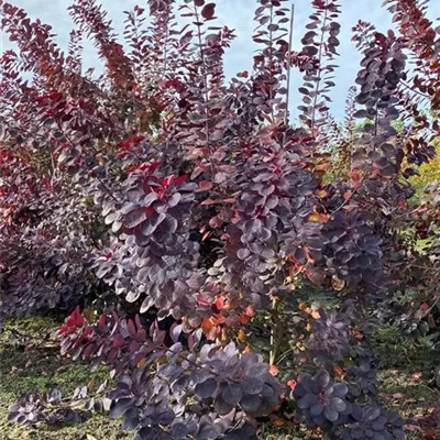 Sol 4xv mDb 175- 200 - Roter Perückenstrauch 'Royal Purple' - Cotinus coggygria 'Royal Purple' - Collection