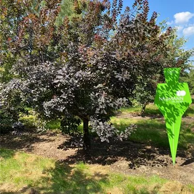 Sol 6xv mDb 300-400 x 350- 400 - Roter Perückenstrauch 'Royal Purple' - Cotinus coggygria 'Royal Purple' - Collection