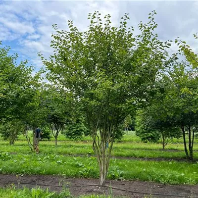 Schirm 6xv mDb 200-300 x 350- 400 - Scharlachdorn - Crataegus coccinea - Collection