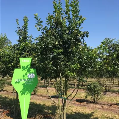 Schirm 5xv mDb 150-200 x 250- 300 - Apfeldorn - Crataegus lavallei 'Carrierei' - Collection