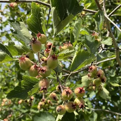 Schirm 5xv mDb 150-200 x 300- 350 - Apfeldorn - Crataegus lavallei 'Carrierei' - Collection