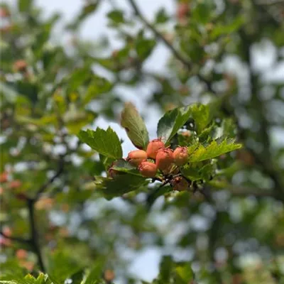 Schirm 6xv mDb 200-300 x 300- 350 - Apfeldorn - Crataegus lavallei 'Carrierei' - Collection