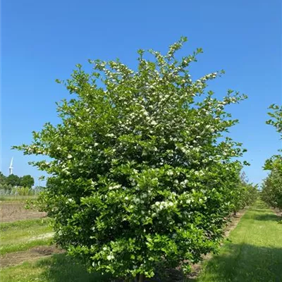 Sol 6xv mDb 200-300 x 300- 350 - Synonym - Crataegus prunifolia - Collection