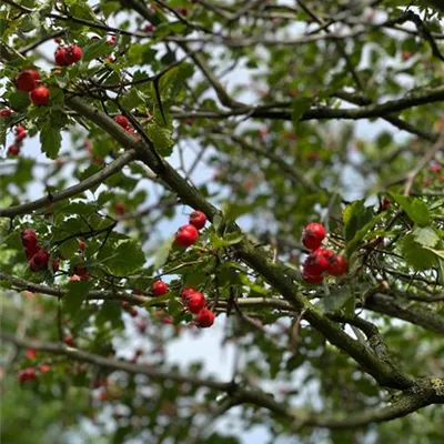 Schirm 5xv mDb 150-200 x 300- 350 - Synonym - Crataegus prunifolia - Collection