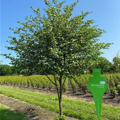 Schirm 6xv mDb 200-300 x 300- 350 - Synonym - Crataegus prunifolia - Collection