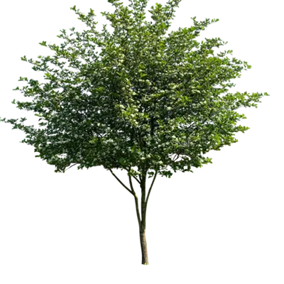 Schirm 6xv mDb 200-300 x 300- 350 - Synonym - Crataegus prunifolia - Collection