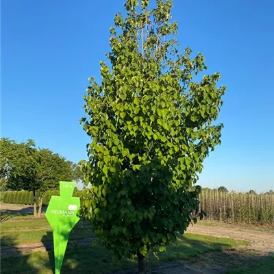 Sol 5xv mDb 500- 600 - Taubenbaum - Davidia involucrata vilmoriniana - Collection