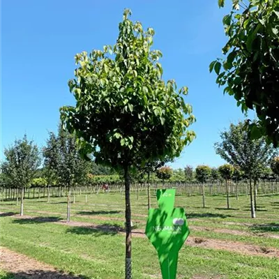 Sol Baum 5xv mDb 25- 30 - Taubenbaum - Davidia involucrata vilmoriniana - Collection