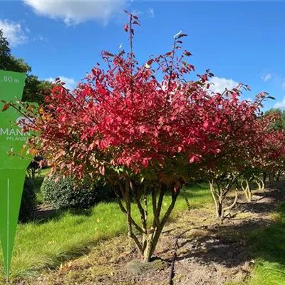 Schirm 6xv mDb 150-200 x 200- 225 - Korkflügelstrauch - Euonymus alatus - Collection