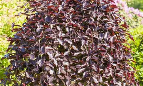 Fagus sylvatica 'Purpurea Pendula'