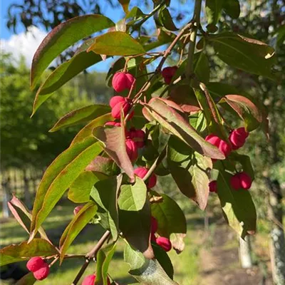 H 4xv mDb 20- 25 - Pfaffenhütchen 'Red Cascade' - Euonymus europaeus 'Red Cascade' - Collection