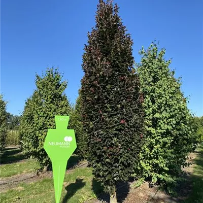 Sol 6xv mDb 100-150 x 350- 400 - Säulen-Blutbuche 'Dawyck Purple' - Fagus sylvatica 'Dawyck Purple' - Collection